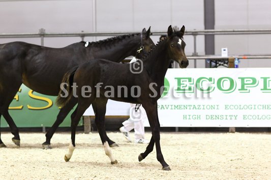 PRINCESS LIESA_MILANO_2010_SS3_7431.jpg